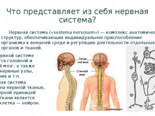Что представляет из себя нервная система? Нервная система («sustema nervosum») —