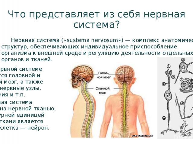 Что представляет из себя нервная система? Нервная система («sustema nervosum») — комплекс анатомических структур, обеспечивающих индивидуальное приспособление организма к внешней среде и регуляцию деятельности отдельных органов и тканей. К нервной с…
