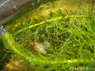 Подводные ловушки  Пузырчатки ловят крошечных водяных животных с помощью странны