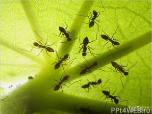 На некоторых растениях обитают особые виды муравьев, которые живут в их листьях,