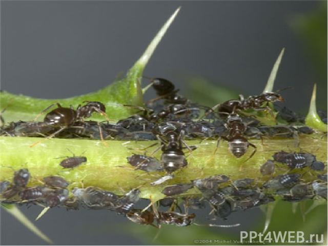 Многие виды муравьев, обитающих внутри растений, устраивают там свои фермы и используют для работы на них других насекомых. Муравьи ацтеки живут в полых стволах трубчатого дерева. В свои жилища они приносят крошечных насекомых - тлю, - которые высас…
