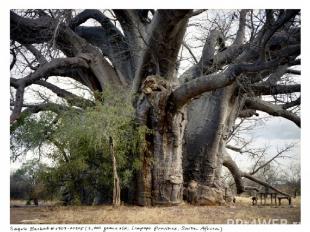 Смертоносный анчар Это знаменитое ядовитое дерево - источник старинной легенды.