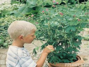 Съеживающееся растение Листья мимозы пудика могут съежиться всего за несколько с