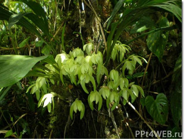 Орхидеи добывают воду Около половины орхидей в мире обитают на ветвях других растений. Они обычно имеют толстые листья с восковой поверхностью, задерживающей испарение влаги. Некоторые виды орхидей имеют пустотелые стебли, в которых хранится вода.