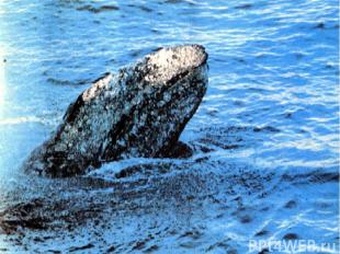 Пассажиры китов Киты, в частности серый кит, обычно носят на себе тысячи пассажи