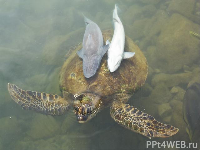 Жители островов на Карибском море и к северу от Австралии используют рыб – прилипал для ловли крупных морских черепах. Когда на поверхности показывается черепаха, охотники туго обвязывают прочной леской хвост рыбы – прилипалы и выпускают её в сторон…