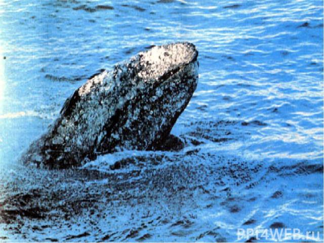 Пассажиры китов Киты, в частности серый кит, обычно носят на себе тысячи пассажиров. Морским ракообразным – морским уточкам величиной не больше монеты- необходима твёрдая основа, к которой они могли бы прикрепить свою раковину. Огромная поверхность …