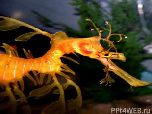 Дракон, обитающий в водорослях Морской дракон маскируется под морские водоросли,