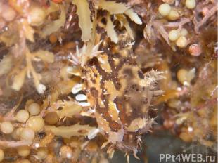 Маскируясь среди водорослей Саргассовая рыбка маскируется под водоросли. Эти рыб