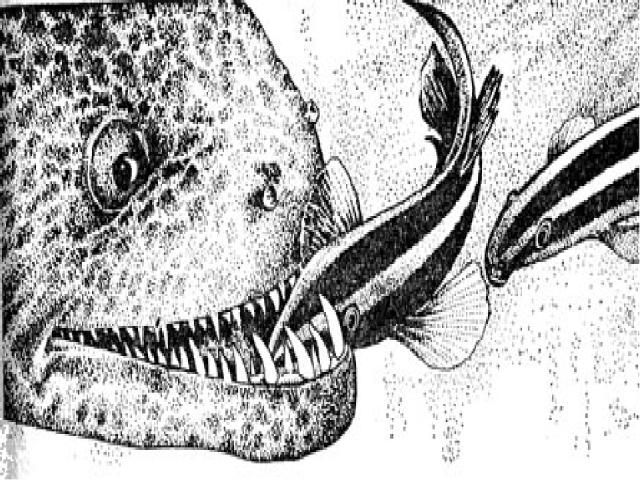 Подражая рыбке - санитару Саблезубая рыбка бленни очень напоминает рыбку – санитара. Она имеет такую же окраску и плавает таким же образом. Крупные рыбы, введённые ею в заблуждение, позволяют бленни приблизиться, и она внезапно выкусывает небольшой …