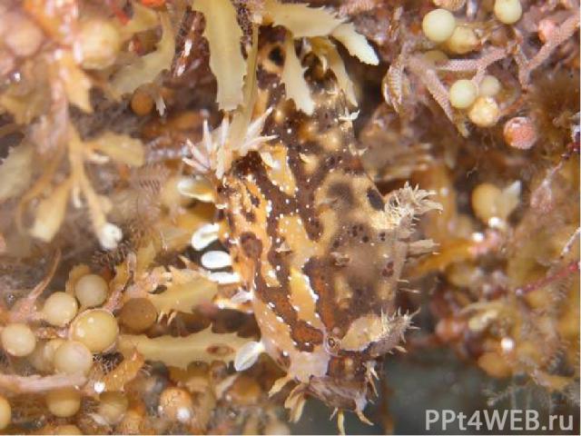 Маскируясь среди водорослей Саргассовая рыбка маскируется под водоросли. Эти рыбки обитают в Саргассовом море, в котором плавает множество разнообразных водорослей. Рыбки имеют 4 длинных «пальца» на плавниках, которые помогают им пробираться через в…