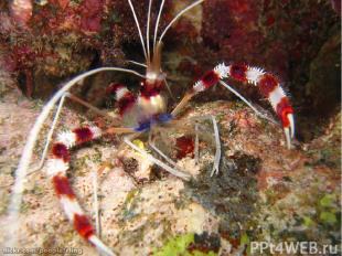 Дантист мурены Ленточная коралловая креветка – ещё один морской санитар. Её самы