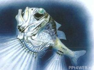 Круглые хрусталики глаз рыбы – топора фокусируют изображение точно так же, как л
