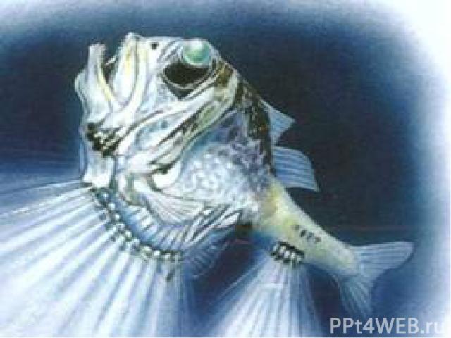 Круглые хрусталики глаз рыбы – топора фокусируют изображение точно так же, как линзы бинокля. Глаза рыбы обращены наверх , что позволяет ей видеть сквозь воду над ней. Добыча выглядит для неё тёмным силуэтом на фоне света, идущего от поверхности. Page *