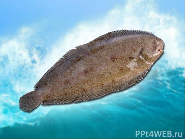 Наибольшая глубина, на которой была обнаружена рыба – 10911 м. Давление воды на такой глубине очень велико. Этой рыбой оказалась особая плоская рыба – морской язык. Page *