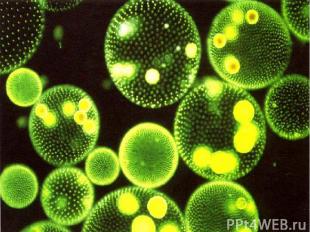 Морские растения Микроскопические морские растения – фитопланктон - известны под