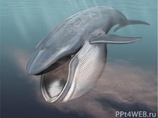 Криль – пища китов Криль представляет собой крупный животный планктон, напоминаю