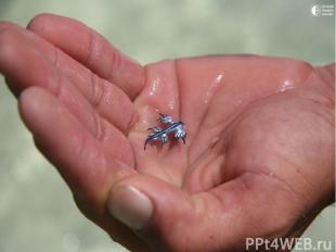 Некоторые моллюски начинают свою жизнь в составе планктона. Науке известно свыше
