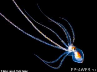 Планктон - путешественник Некоторые живые организмы ежедневно совершают вместе с