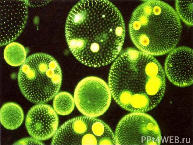 Морские растения Микроскопические морские растения – фитопланктон - известны под названием морской травы, так как они представляют собой богатые пастбища, питающие животный планктон. Ежегодно, главным образом весной, на поверхности океана образуется…