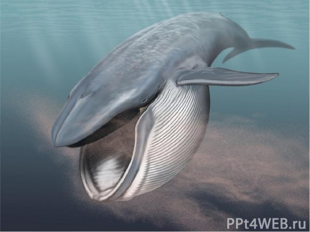 Криль – пища китов Криль представляет собой крупный животный планктон, напоминающий маленьких креветок. Многие киты питаются исключительно крилем, отцеживая его из воды. Например, самый крупный из китов, синий кит, ежедневно поедает свыше 4 т этих к…
