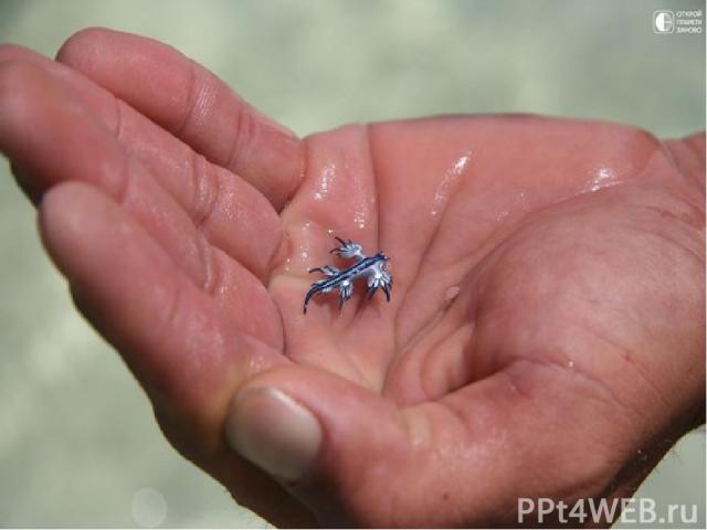 Некоторые моллюски начинают свою жизнь в составе планктона. Науке известно свыше 3 тысяч видов таких моллюсков. Некоторые виды настолько мелки, что могут жить в промежутках между частицами песка. Вес других превышает 1 кг. Удивительно, что некоторые…