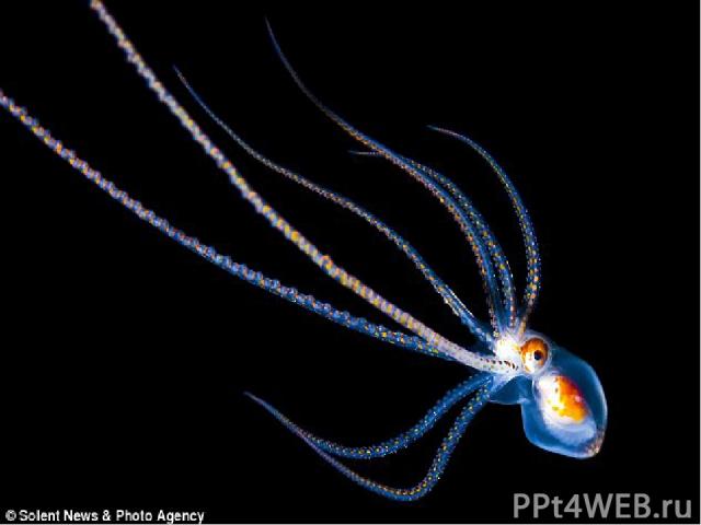 Планктон - путешественник Некоторые живые организмы ежедневно совершают вместе с планктоном довольно большие путешествия. Другие разновидности планктона каждый вечер всплывают на поверхность моря, а на рассвете вновь опускаются в морские глубины.