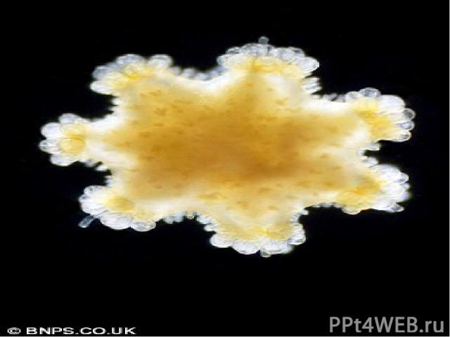 Пожиратели стрекательных клеток Некоторые виды моллюсков питаются крохотными планктонными медузами. Стрекательные клетки медуз поражают большинство мельчайших организмов, но моллюску они не причиняют вреда. Он без вреда для себя поглощает стрекатель…