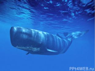 Самка синего кита – самое крупное животное, обитающее в наши дни на Земле. Она м