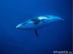 Все киты – теплокровные млекопитающие. Они рождают живых детёнышей и вскармливаю