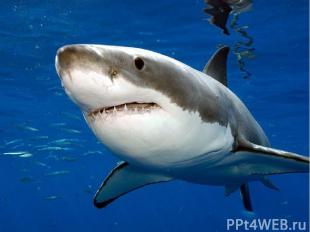 Акула - убийца Большая белая акула – страшный охотник – убийца. При случае она н