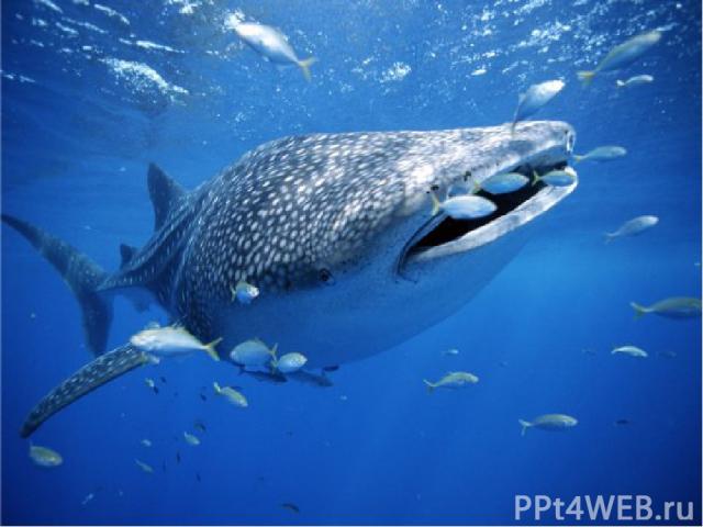 Самая большая рыба Самая большая рыба на Земле – китовая акула – достигает в длину 18 м и весит около 40 т, питается планктоном. Новорождённая акула выводится из яйца, которое акула – самка откладывает в прочном защищённом пакете.