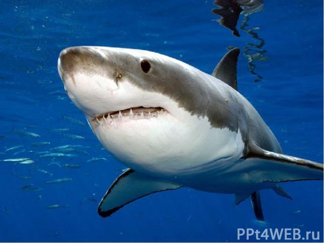 Акула - убийца Большая белая акула – страшный охотник – убийца. При случае она нападает на пловцов, и для многих из них такая встреча заканчивается гибелью. Эта акула – самая крупная рыба – людоед на Земле. Она достигает в длину 7, 9 м и весит около…
