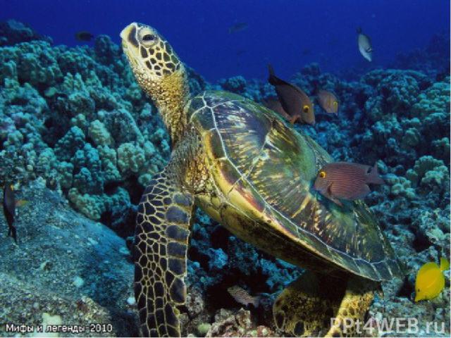 Самая крупная и редкая в мире черепаха Обитающая в Тихом океане кожистая черепаха является самой крупной морской рептилией. Она достигает в длину 2,13 м и весит около 453 кг. Самки выползают ночью на берег, чтобы отложить яйца, которые они закапываю…