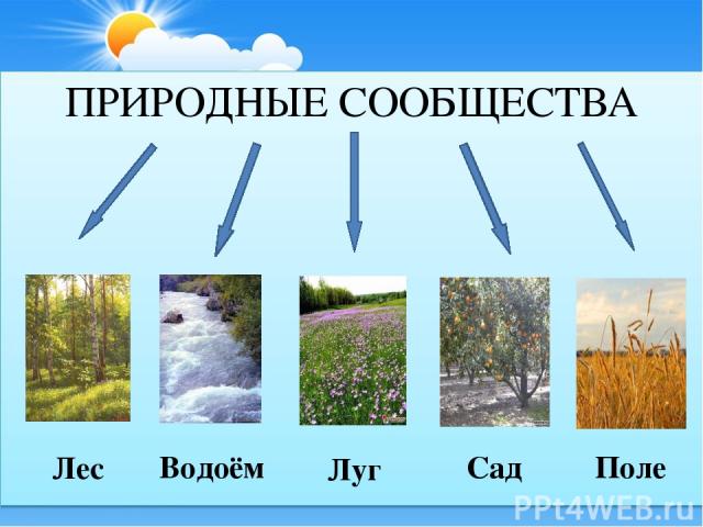 ПРИРОДНЫЕ СООБЩЕСТВА Лес Водоём Луг Поле Сад
