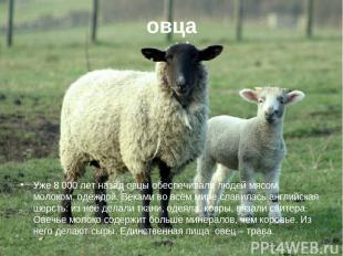 овца Уже 8 000 лет назад овцы обеспечивали людей мясом, молоком, одеждой. Веками