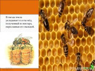 В гнезде пчела укладывает в соты мёд, полученный из нектара, переслаивая его пыл