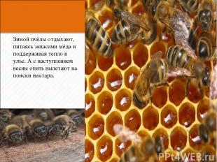 Зимой пчёлы отдыхают, питаясь запасами мёда и поддерживая тепло в улье. А с наст