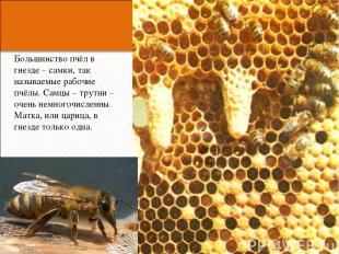 Большинство пчёл в гнезде – самки, так называемые рабочие пчёлы. Самцы – трутни