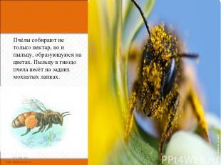 Пчёлы собирают не только нектар, но и пыльцу, образующуюся на цветах. Пыльцу в г
