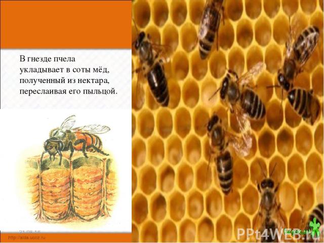 В гнезде пчела укладывает в соты мёд, полученный из нектара, переслаивая его пыльцой. * *