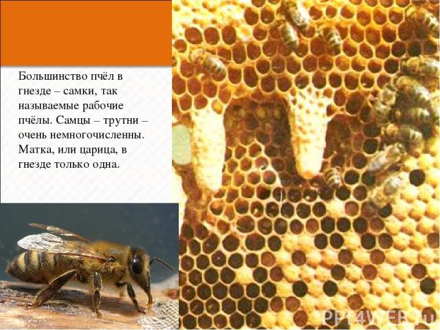 Большинство пчёл в гнезде – самки, так называемые рабочие пчёлы. Самцы – трутни – очень немногочисленны. Матка, или царица, в гнезде только одна. * *
