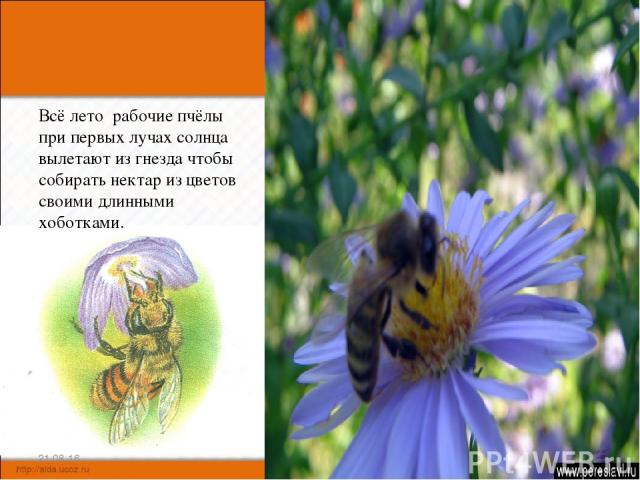Всё лето рабочие пчёлы при первых лучах солнца вылетают из гнезда чтобы собирать нектар из цветов своими длинными хоботками. * *
