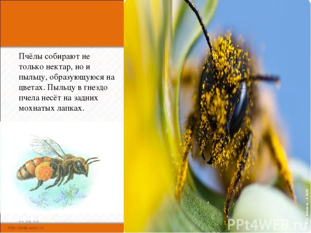 Пчёлы собирают не только нектар, но и пыльцу, образующуюся на цветах. Пыльцу в гнездо пчела несёт на задних мохнатых лапках. * *
