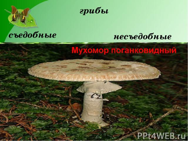 грибы съедобные несъедобные