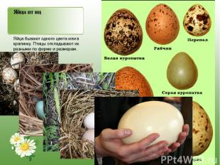 Яйца птиц Яйца бывают одного цвета или в крапинку. Птицы откладывают их разными