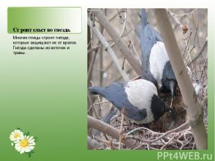 Строительство гнезда. Многие птицы строят гнёзда, которые защищают их от врагов.