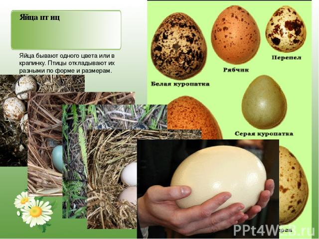 Яйца птиц Яйца бывают одного цвета или в крапинку. Птицы откладывают их разными по форме и размерам.