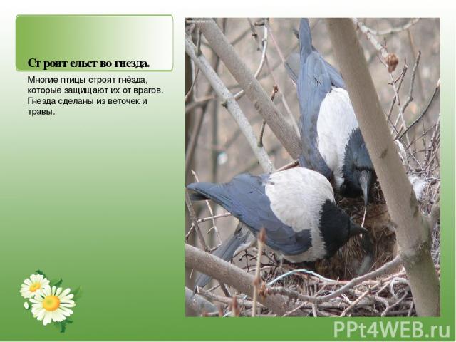 Строительство гнезда. Многие птицы строят гнёзда, которые защищают их от врагов. Гнёзда сделаны из веточек и травы.