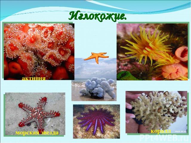актиния морская звезда коралл